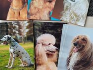 Postkarten mit Hundemotive - Untersteinach