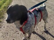 Lennox - der kleine Jagdhund - Willich