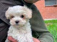 Verkaufe 2 Maltipoo Welpe ( Rüde)geb.23.02.2025 - Bakum