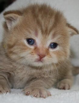 Das BESONDERE !! Britisch Kurzhaar Babys in Chocolate-Silver-Tabby u. Cinnamon-silver-Tabby !! - Köln