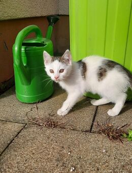 Kleiner Kater - Freital