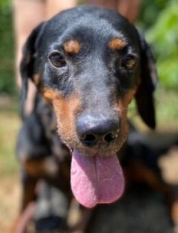 CHIBI wurde auf der Straße gefunden - Gefrees