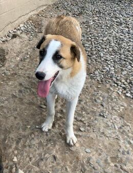 Hermine möchte dich verzaubern - Celle