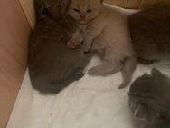 Zuckersüße BKH Kitten - Pinneberg