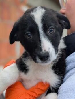 bezauberndes, liebes Welpenmädchen Chloe - Kallmünz