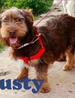 Dackelmischling Rusty sucht Familie - Bissingen