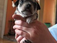 2 süße Chihuahua Welpen Rüden - Herzberg (Elster)