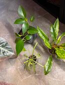 Pflanzenpaket mit 4 Pflanzen für 12€ in 99628