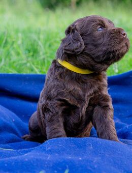 Labradoodle Welpen suchen eine tolle Familie - Aachen