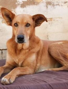 MAMI - schüchtern aber sehr lieb...... - Kempen