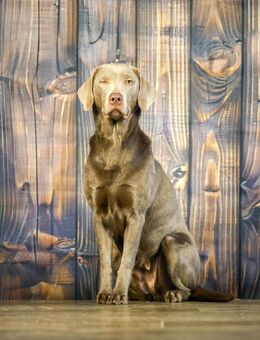 Labrador Zuchthündin - Visselhövede