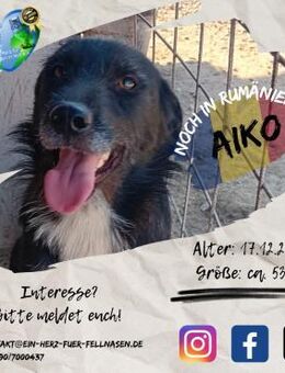 AIKO ist stolz auf sein schwarzes Fell - Waakirchen
