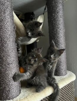 Reinrassigen Maine Coon - Babys, am 3 Juli geboren worden, die Cat- Altern XXXL große Katzen besitzen Stammbaum - Bielefeld Zentrum