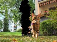 Bengalkatze zu verkaufen - Wiesbaden