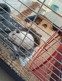 2 Junge Degu Männchen suchen ein neues Zuhause - Westhausen (Baden-Württemberg)