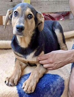 Gigi ist auf der Suche nach der Zukunft - Koblenz