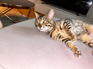 Kleine Bengalkatze sucht ein neues Zuhause - Lüneburg