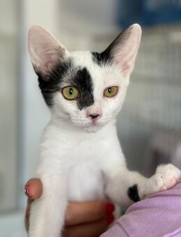 Goku kleiner Kater mit großem Traum🐱 - München
