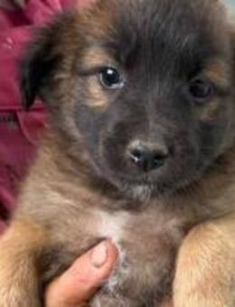 BW 46 ist einfach nur Zucker 🐾 - Elsdorf (Nordrhein-Westfalen)