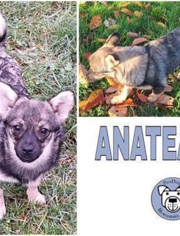 ANATEA -Rundum tolle Junghündin- - Duisburg