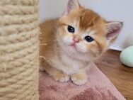 Bkh Kitten mit Stammbaum - Oberhausen