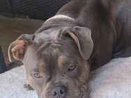 BAILEY, w., Old English Bulldogg - Sipplingen