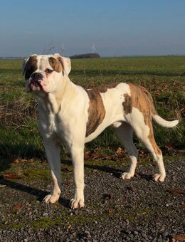 American Bulldog Rüde - Nossen