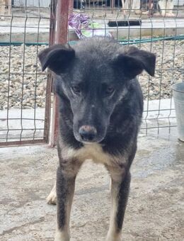 Schüchterner TOSHI sucht seine Menschen - Neuberg