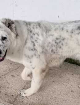 SOFIA - besondere Hündin sucht Zuhause - Aerzen