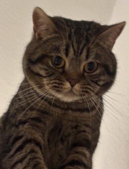 BKH deck Kater . - Solingen (Klingenstadt)