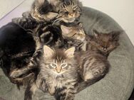 Maine Coon Kitten - Weida