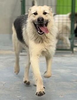 🐾 Lieber Rüde Galby sucht dich! 🐾 - Eislingen (Fils)