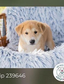 Chip 239646: Hundekind sucht ein Zuhause - Kirchzell