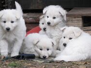 Weisse Schweizer Schäferhund Welpen, Ahnetafel, VDH Papiere, suchen liebe Familie - Grabow Zentrum