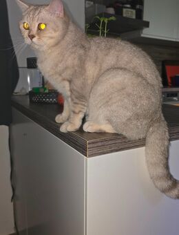 BKH-Kitten reinrassig suchen ein liebevolles Zuhause - Dillingen (Donau)