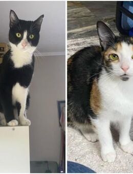 Roxan und Addie aus dem Tierschutz - Grevenbroich