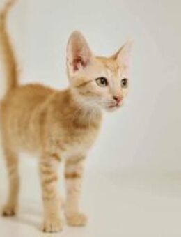 Mila, verspielte Entdeckerin, ca. 5 Mona - Vaterstetten