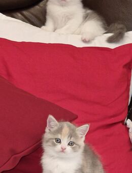 Britisch kurzhaar bkh kitten - Wathlingen