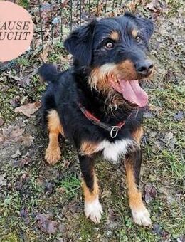 Fröhlicher CARLO sucht perfect match ❤️ - Saarbrücken