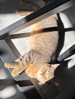 Reinrassige Britisch Kurzhaar (BKH) Kitten - Berlin Charlottenburg-Wilmersdorf