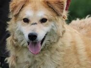 Bailey - hübscher, aufgeweckter Rüde - Lohra