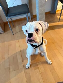 Wundervoller Boxer-Mix-Rüde (6 Monate) sucht liebevolles Zuhause - Leverkusen