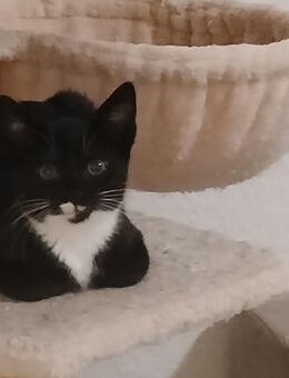 Zwei süße Kätzchen - Bernburg (Saale) Zentrum