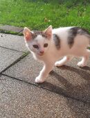 Kleiner Kater in 01705