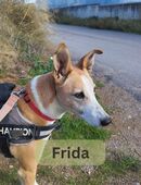 FRIDA, w., kastr., Mischling, 55 cm in 78354