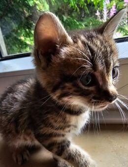 Süßes Mix Kitten abzugeben - Kalletal