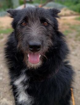 🌼 Sanfte Hündin Emily 🌼 - Eislingen (Fils)