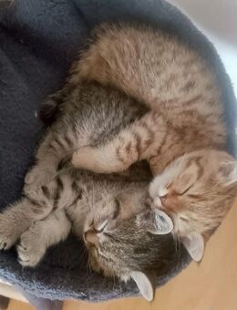Wunderschöne Baby Katzen suchen ein liebevolles Zuhause! - Offenbach (Main)