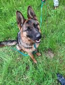 Junge Deutsche Schäferhündin aus Leistungszucht mit großem Potenzial in 57392