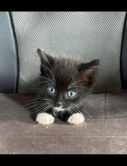 Katzenbabys 4 Mini Klein bleibend - Andervenne